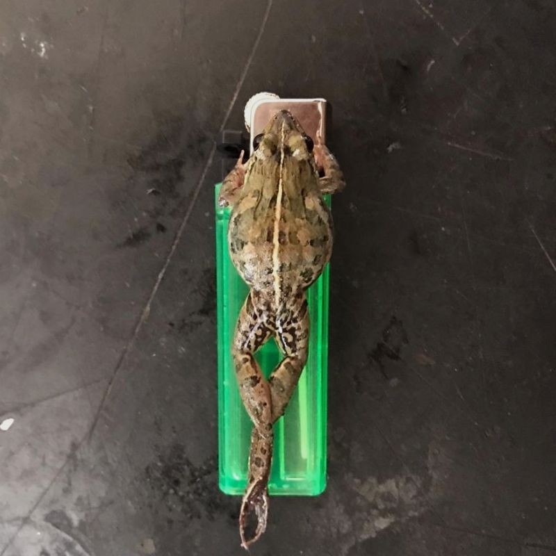 Kodok Hidup Pakan Ikan