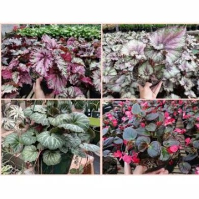 paket tanaman hias begonia