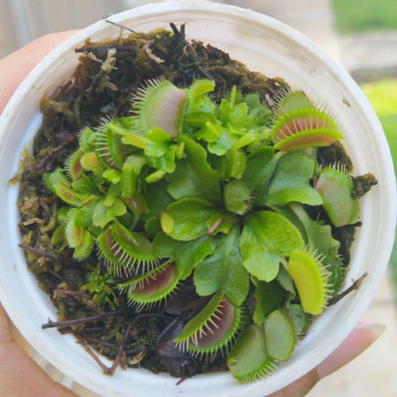 tanaman pemakan serangga / venus flytrap