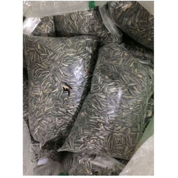 KWACI 1 KG - Kuaci Biji Bunga Matahari Makanan Hamster Burung LoveBird Parrot