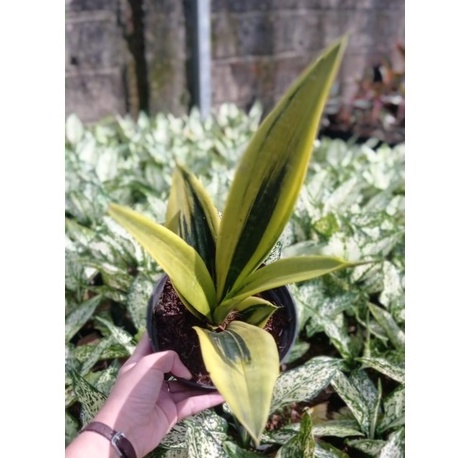 Sansevieria Sansivera Gold flame Besar Lidah Mertua Emas Golden Flem Flam