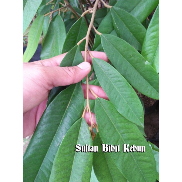 Entres Durian Musangking biji tipis