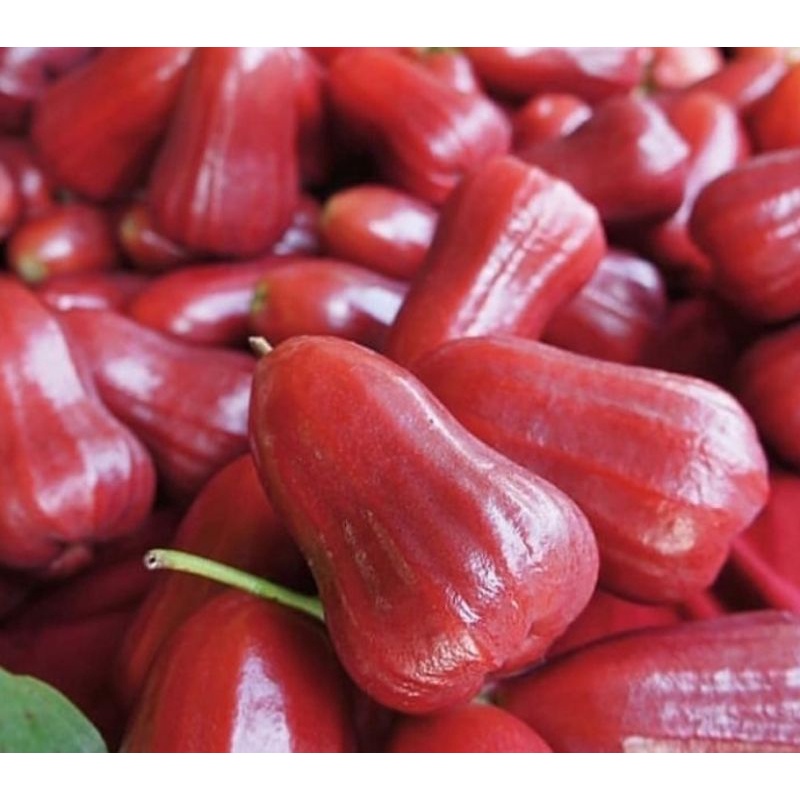 

JAMBU AIR CITRA MANIS 1KG/BUAH JAMBU AIR MANIS FRESH