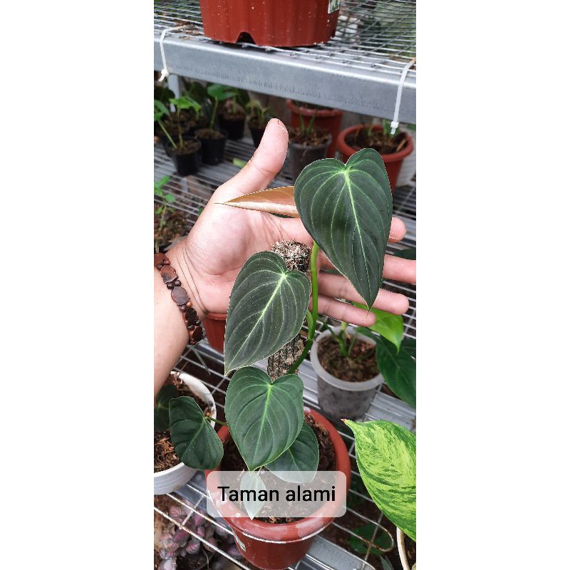 Philodendron melano chrysum - tanaman hias melano 7 daun realpick