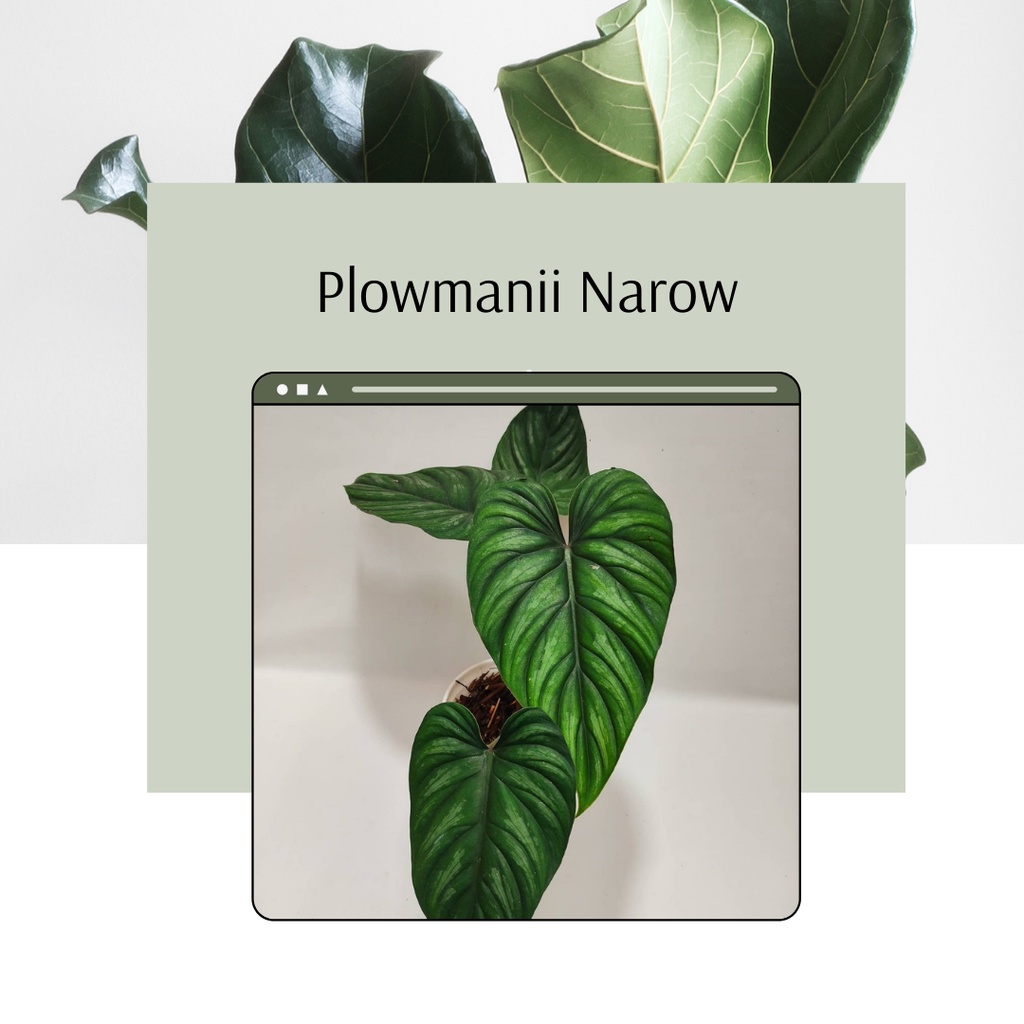 PHILODENDRON PLOWMANII NARROW TANAMAN HIAS POHON PHILO TANAMAN HIJAU MURAH