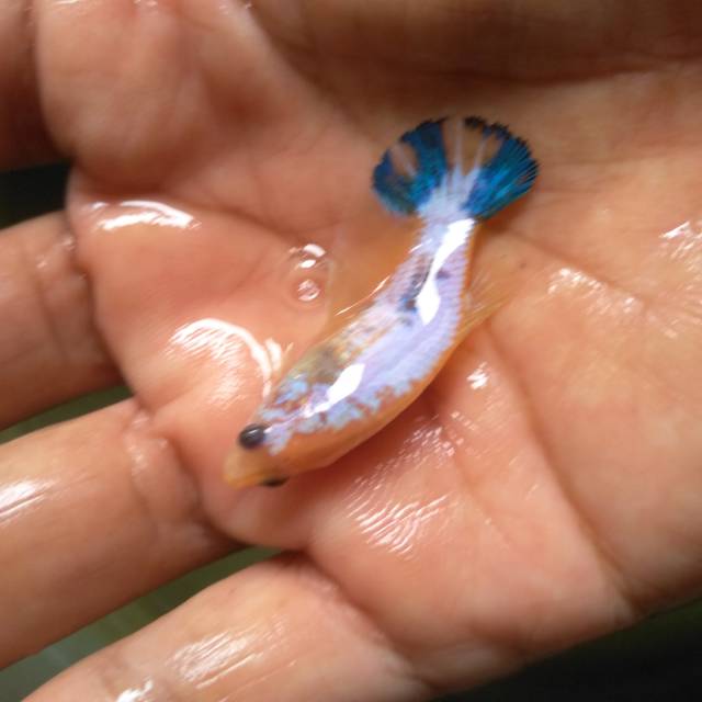 Yellow Fancy ( Female 4 )