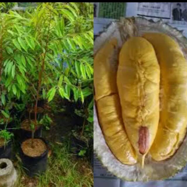 Bibit buah durian musang king