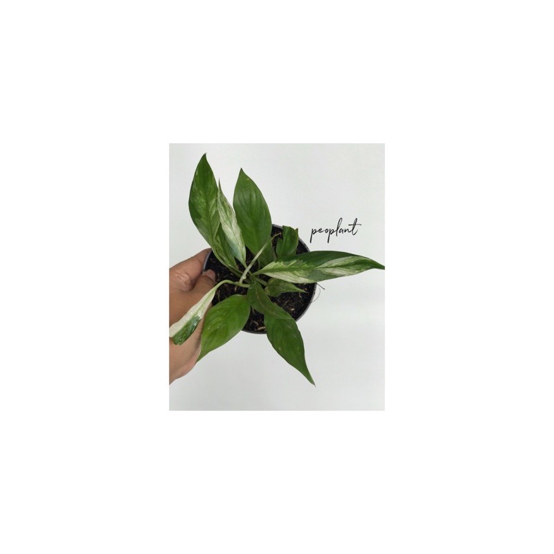 Spathiphyllum Variegata / Peace Lily Variegata