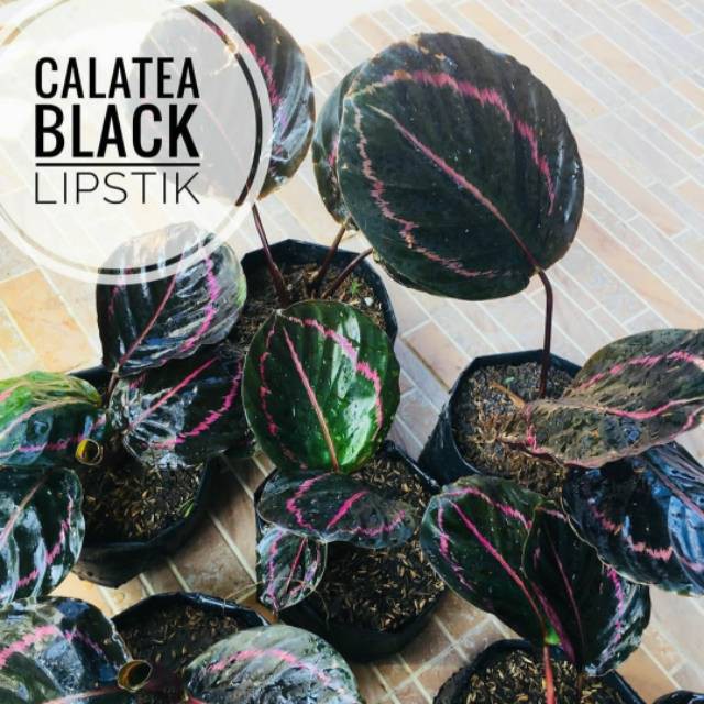 Tanaman Hias Calathea Black Lipstikc