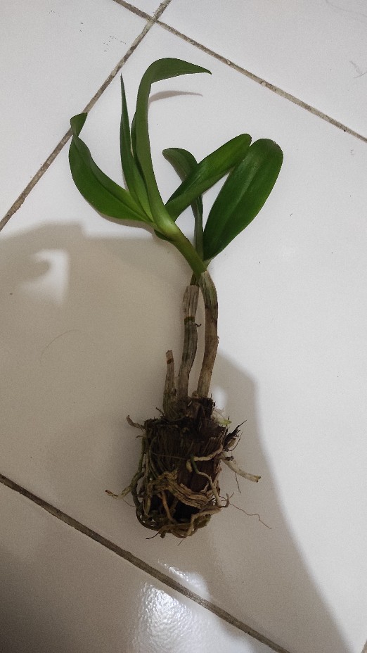 Anggrek Dendrobium Thailand Aneka Warna