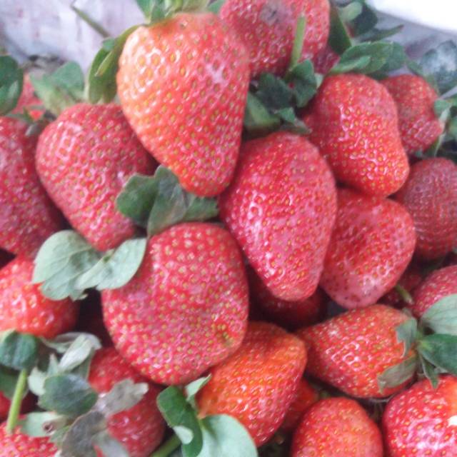

Buah strowbery segar