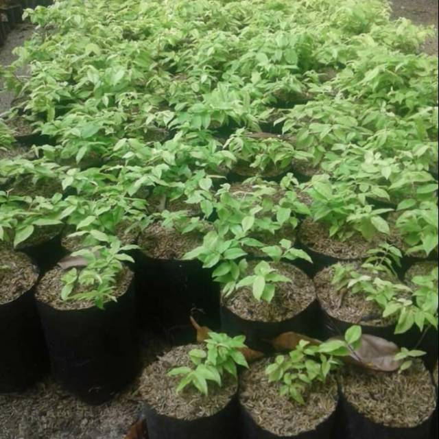 bibit anting putri kuning