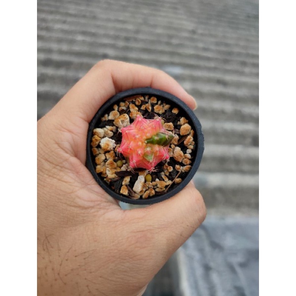 Kaktus Gymnocalycium/gymno PINK DIAMOND X PINK DIAMOND