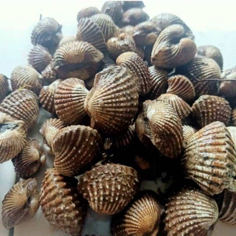 

kerang dara segar500grm