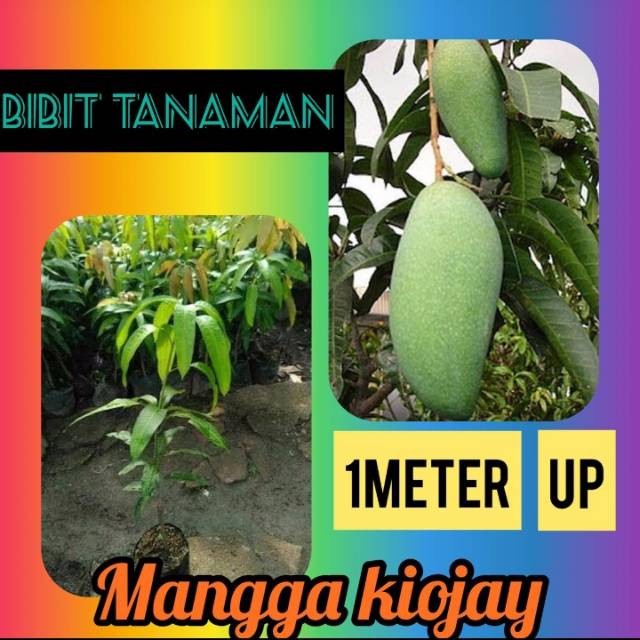Bibit Mangga Kiojay 1 Meter Up