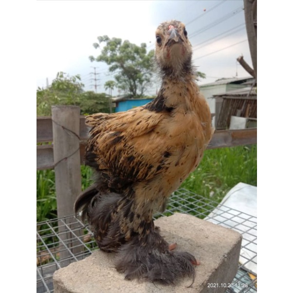 6 ekor / 3 Pasang Anakan Ayam Hias Brahma / Usia 1 bulan / Baca deskripsi