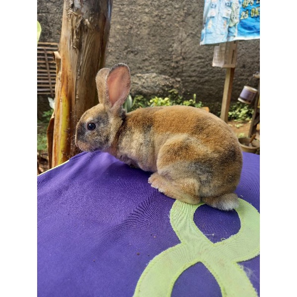 Kelinci Rex bulu karpet anakan betina (2).
