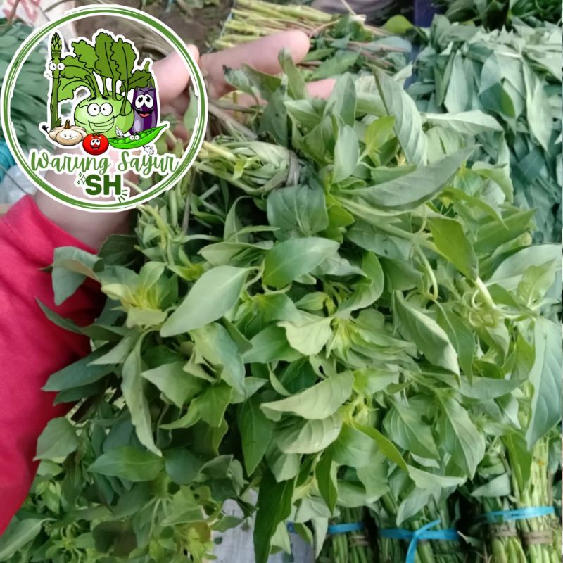 

DAUN KEMANGI PER IKAT ISI 10 IKAT | LALAPAN DAUN KEMANGI SEGAR | DAUN KEMANGI SEGAR