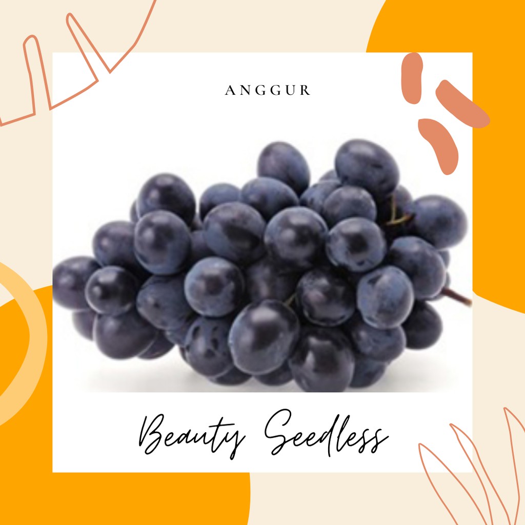 

ANGGUR BEAUTY SEEDLESS