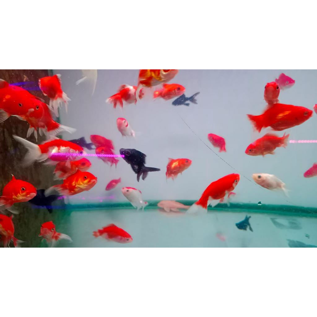 Ikan Mas Koki Murah Meriah / Mas Koki Biasa / GoldFish / Ikan Hias Aquascape / Air Tawar