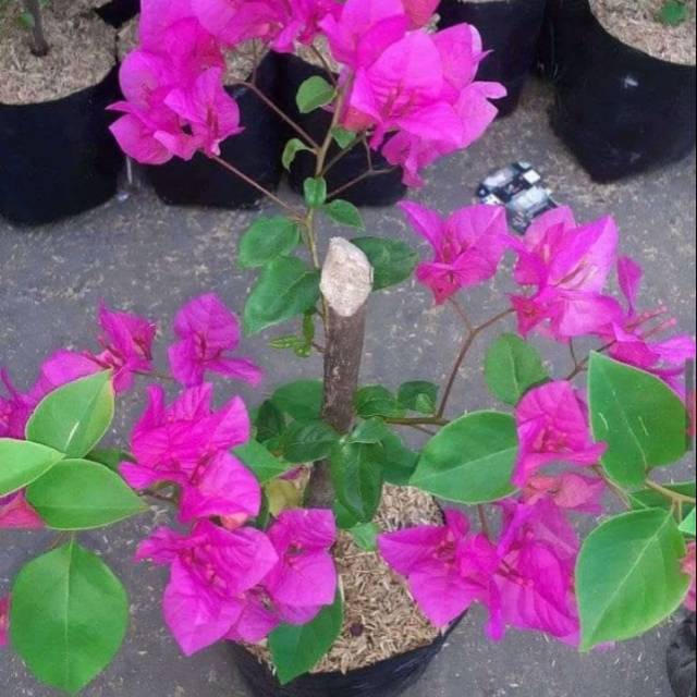 Tanaman hias bugenvil - bibit bugenvil - pohon bugenvil