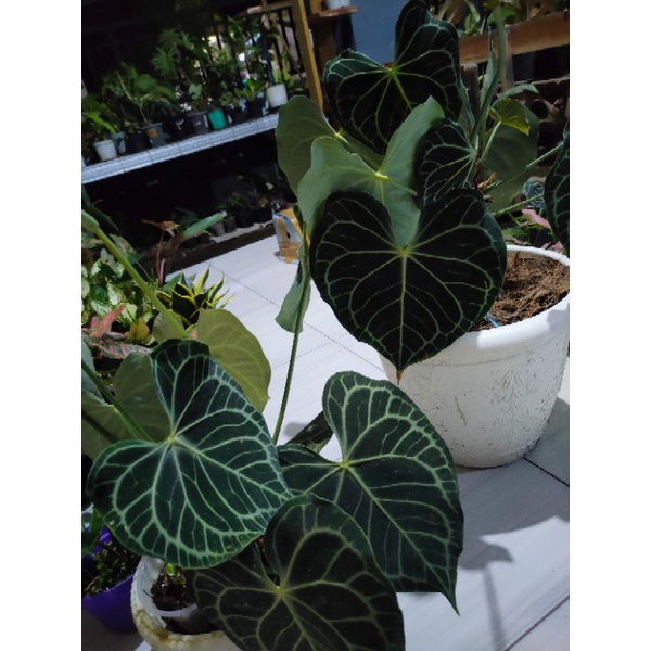 anthurium clarinervium original induk