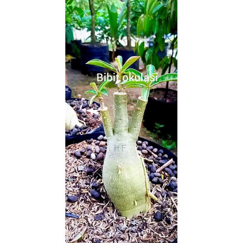 adenium tumpuk 3 warna