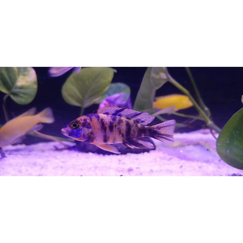 Aulonocara OB peacock cichlid