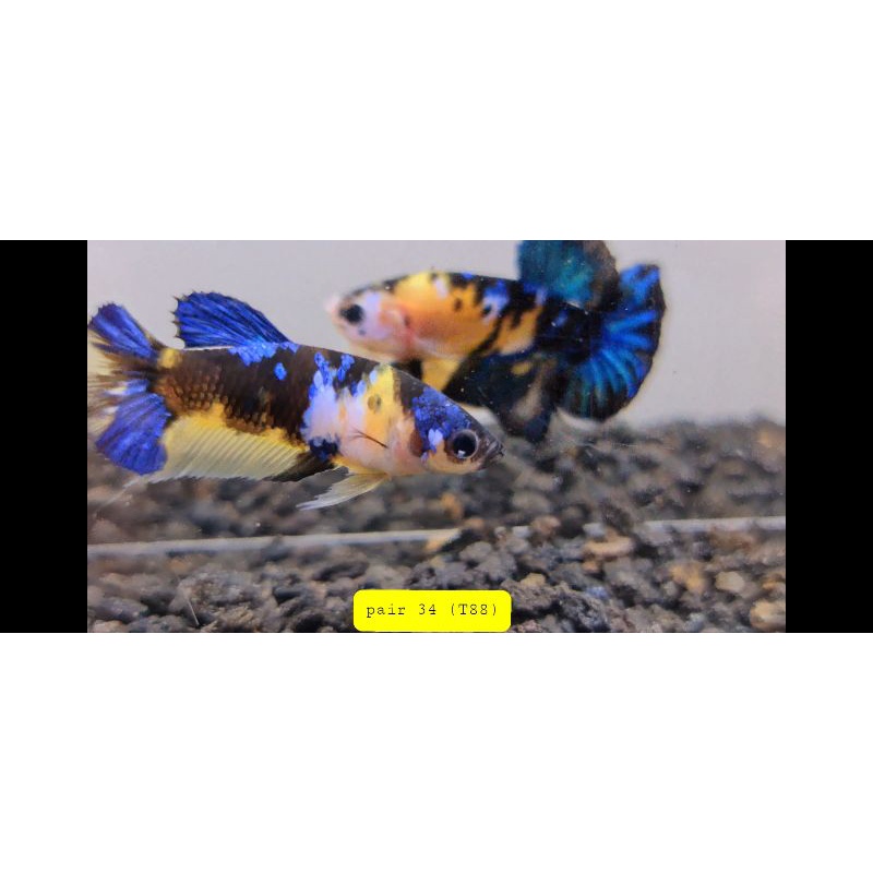 ikan cupang sepasang yellow base/yellow kuntai T88