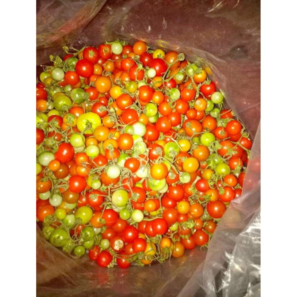 Jual Buah Rampai Rempai Tomat Kecil Segar Khas Lampung 500gram ...