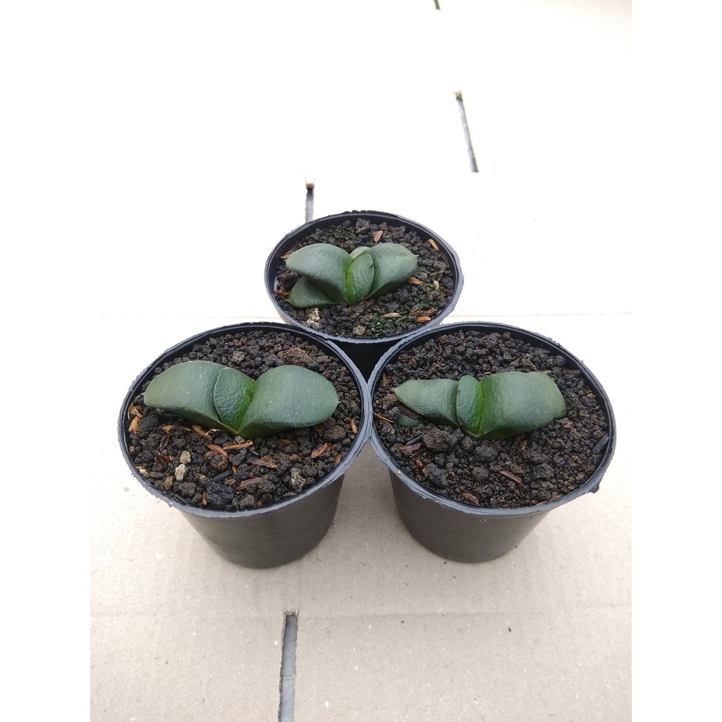 PAKET TANAMAN HIAS SUKULEN GASTERIA ARMSTRONGII 3 Pcs