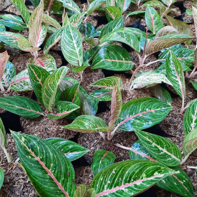 Aglonema Legacy Hijau