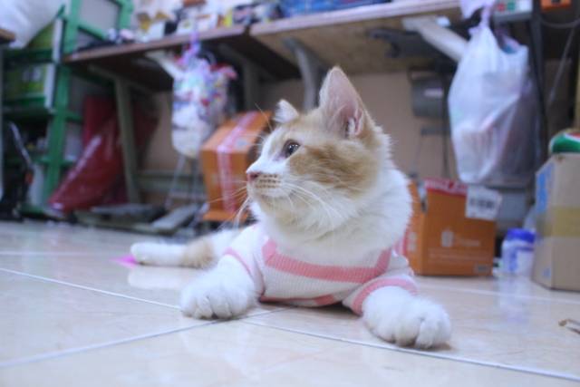 Baju rajut strip putih pink lucu untuk kucing dan anjing / baju kucing murah size S M L XL