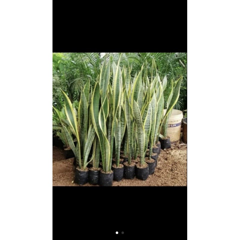 Tanaman Hias Lidah Mertua Tinggi 1 meter