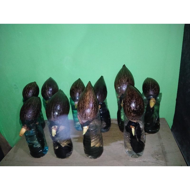 bahan Bonsai kelapa minion