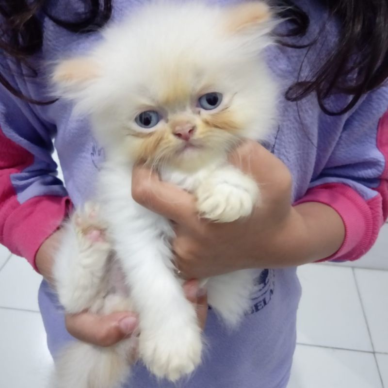 peaknose white solid betinq