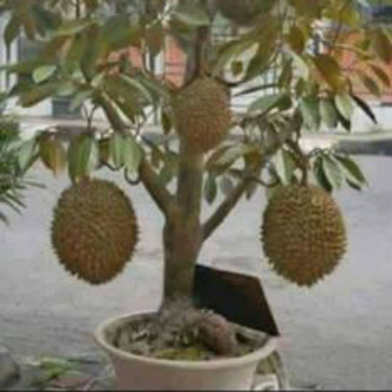 Bibit Durian Musang King tabulampot