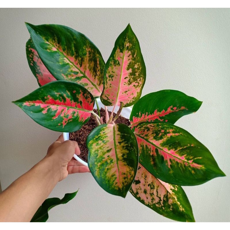 Aglonema Red Kochin / Baby Red Kochin