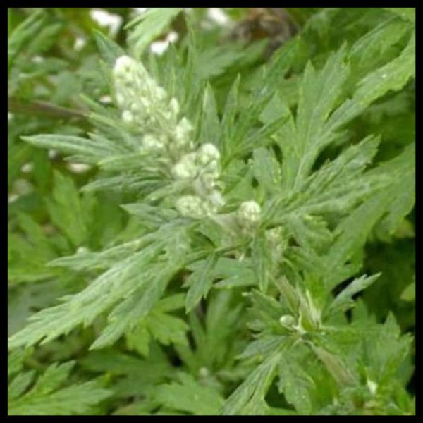 

BARU CINA Ekstrak Extract Jamu Baru Cina Barucina Murni Tanpa Campuran 100 gram 250 gram 500 gram Premium Bina Agro Mandiri