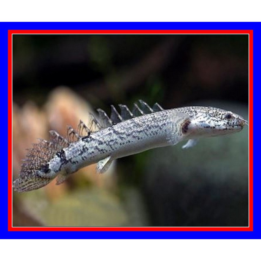 Ikan Palmas Delhezi Delhezy Predator Hias Mirip Naga Air Tawar