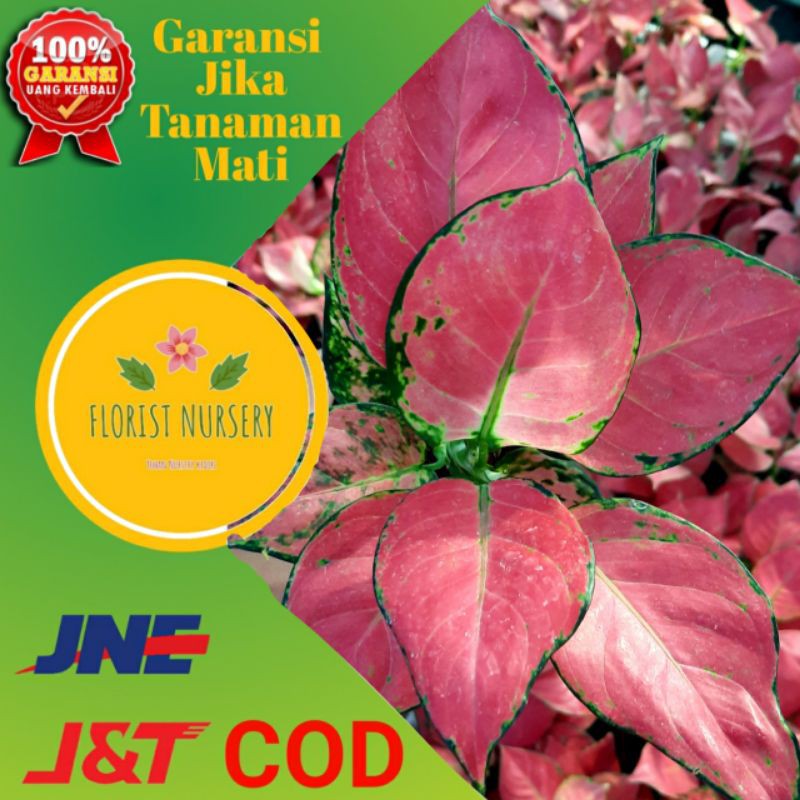 AGLONEMA PINK KATRINA / TANAMAN HIAS AGLONEMA MERAH DAUN IMPOR / BUNGA RED AGLAONEMA MURAH
