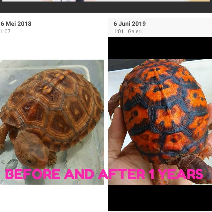 

makanan kura air / pelet turtle merk hikari mix 5 ukuran s/mini pelet - rt1275
