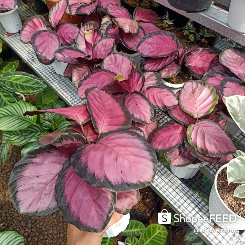 Tanaman Hias calathea crimson import 2/4 daun