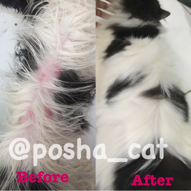 Posha_cat Hair&amp;Skin treatment shampo kucing 🇰🇷 | shampoo anti jamur kutu kucing | atasi problem kulit , halusin , kurangi rontok kucing