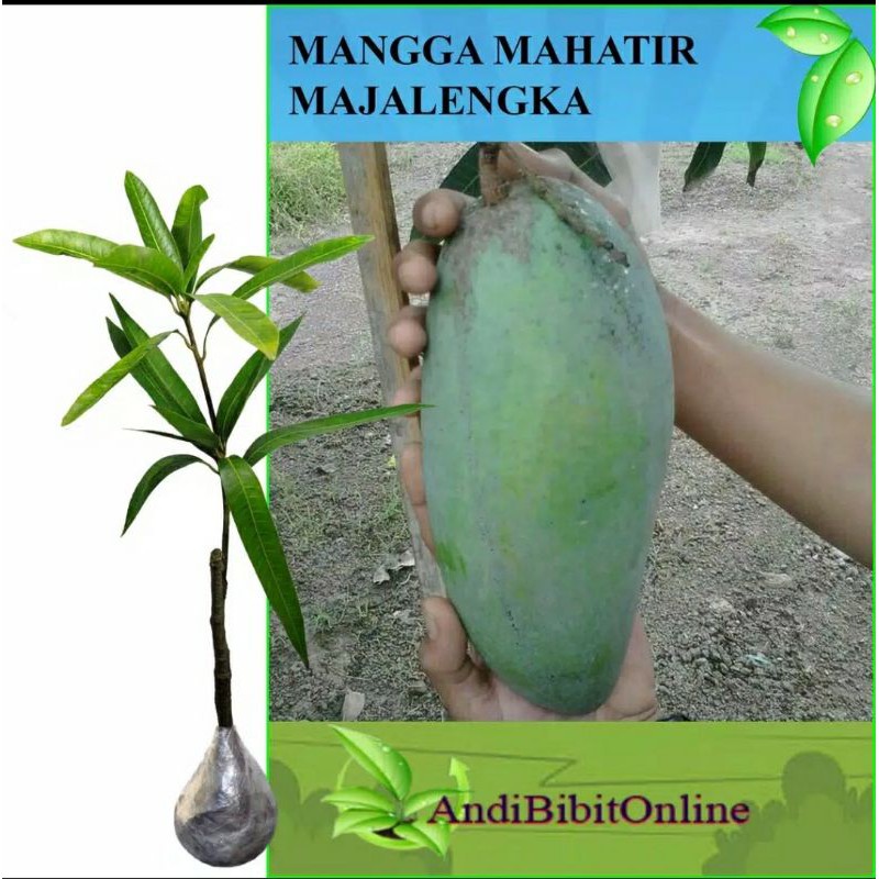 

BIibit mangga Mahatir super