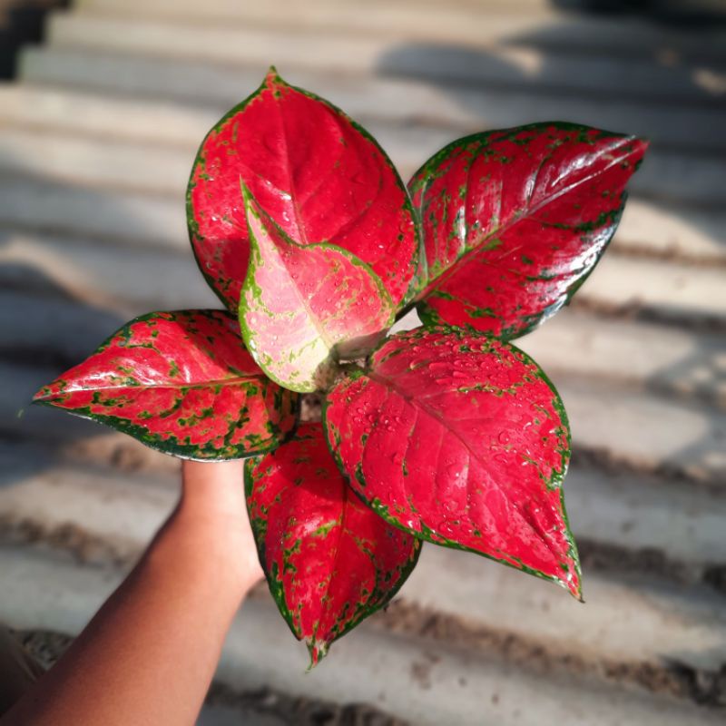 Aglonema Red Katrina / Aglaonema Merah Tanaman Hias Red Anjamani Import rawatan