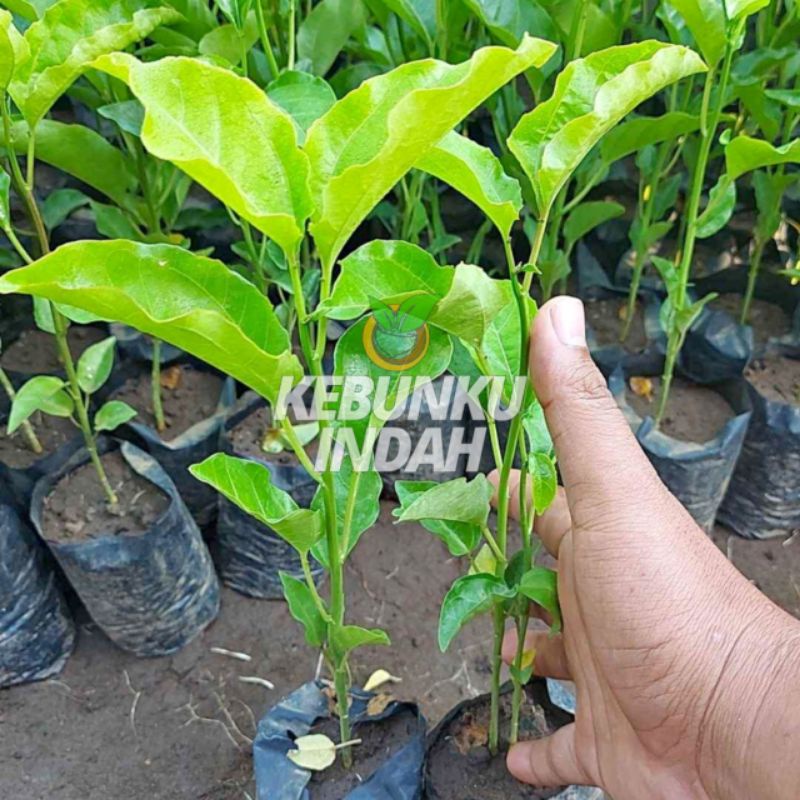 BIBIT BUAH MARKISA KUNING TANAMAN MARKISA