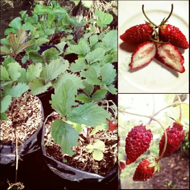 Tanaman Bibit Buah Strawberry Alexandria Import