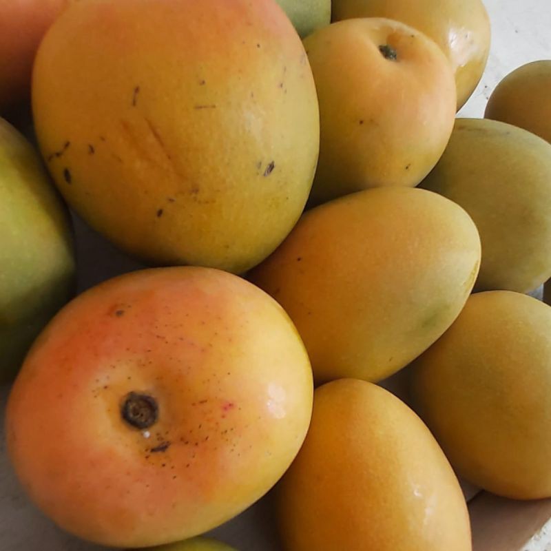 

Buah Mangga Gedong Gincu 1kg