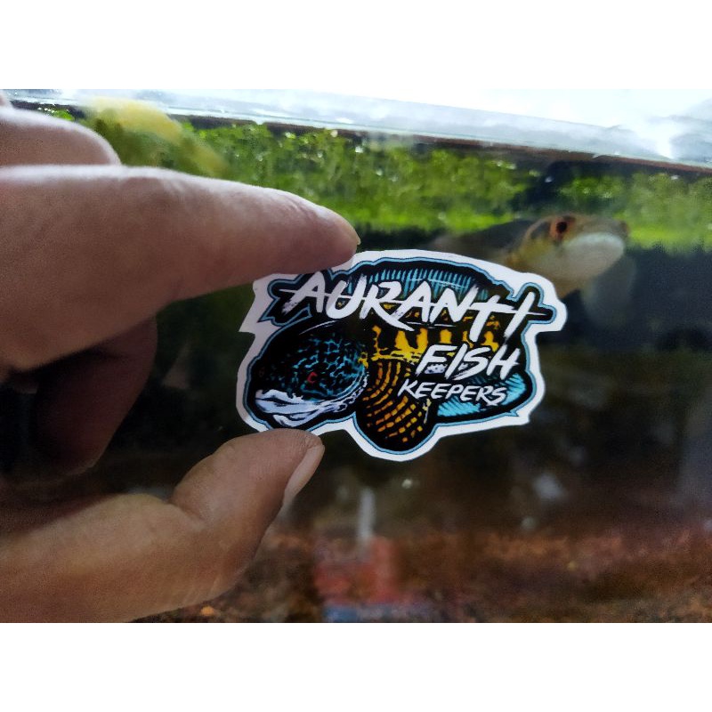 stiker_mini ikan galak/channa anti. air mantap